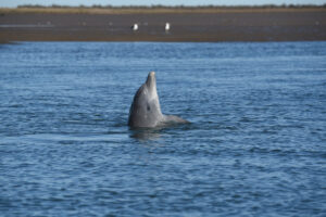 Lee más sobre el artículo El delfín más amenazado de la Argentina sobrevive en la costa del Golfo San Matías