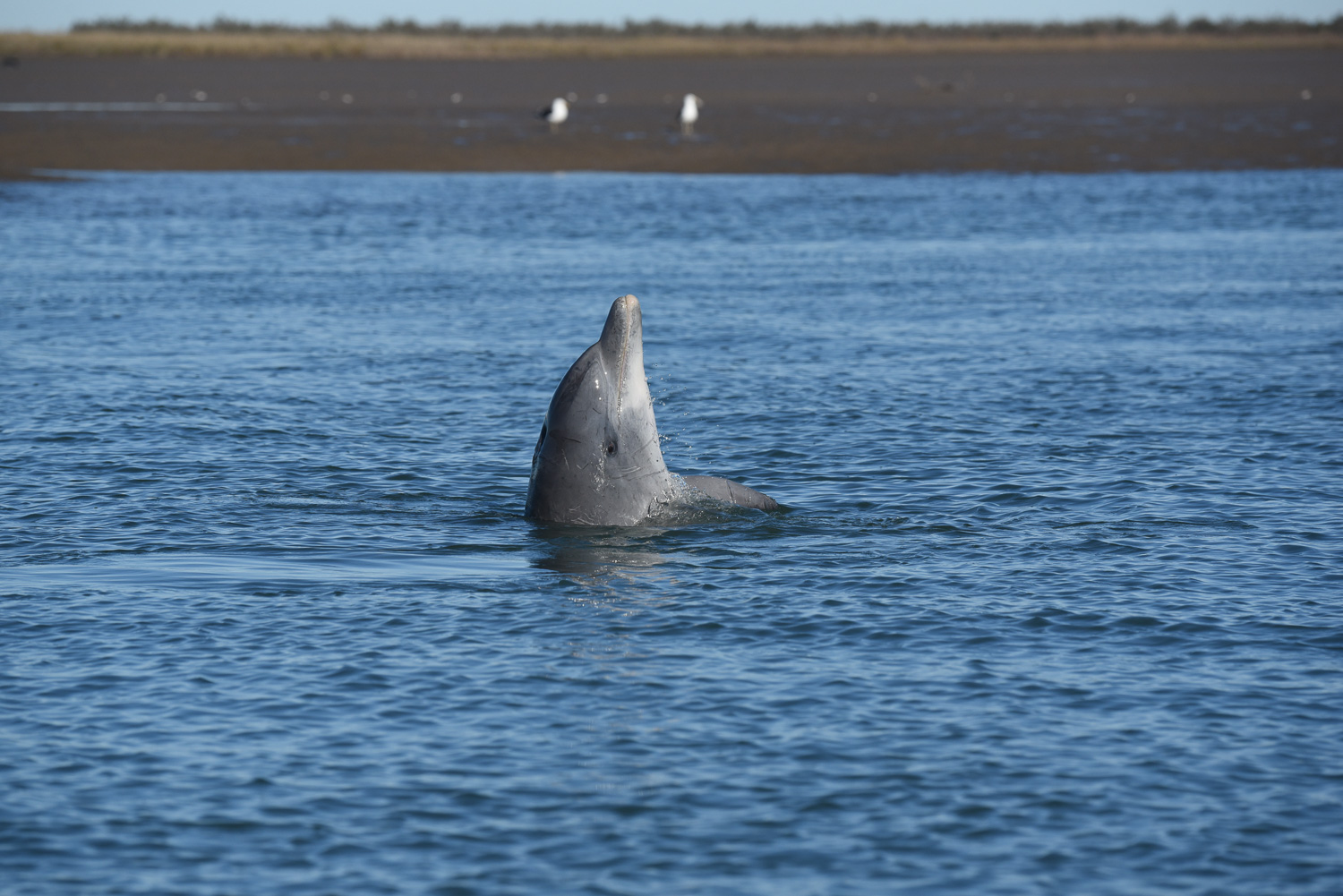 En este momento estás viendo El delfín más amenazado de la Argentina sobrevive en la costa del Golfo San Matías