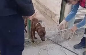 Lee más sobre el artículo Nuevo allanamiento por maltrato animal en Cipolletti: rescatan dos perros y un gato en estado de abandono
