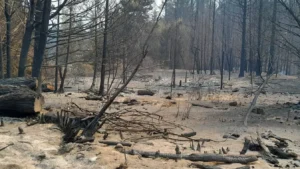 Lee más sobre el artículo Río Negro declaró la Emergencia Ígnea por riesgo extremo de incendios