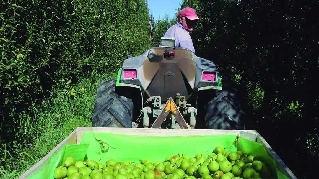Lee más sobre el artículo Fruticultura: Weretilneck anunció apoyo para raleo y labores culturales