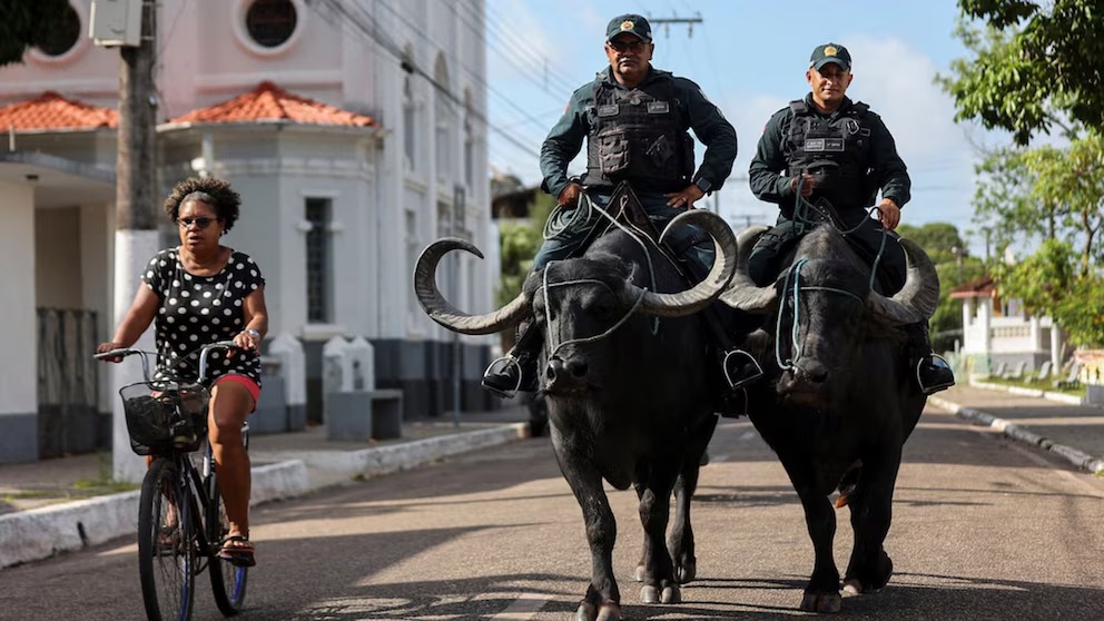Lee más sobre el artículo “División Búfalos”: la policía montada de la isla brasileña de Marajó que patrulla a caballo… de agua