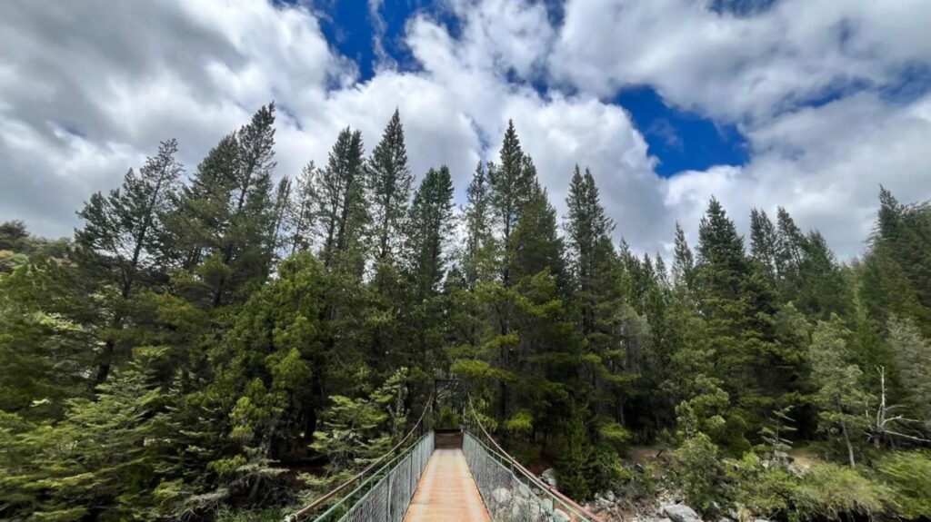 Río Negro avanza en la recuperación del bosque nativo en ANPRALE