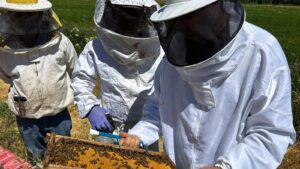 Lee más sobre el artículo Río Negro ofrece una nueva formación apícola