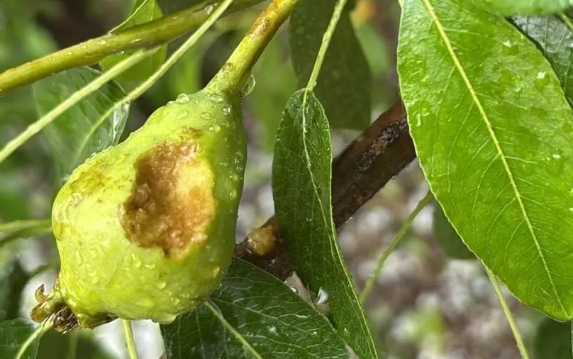 Lee más sobre el artículo Weretilneck: “Vamos a acompañar a los productores en este momento difícil”
