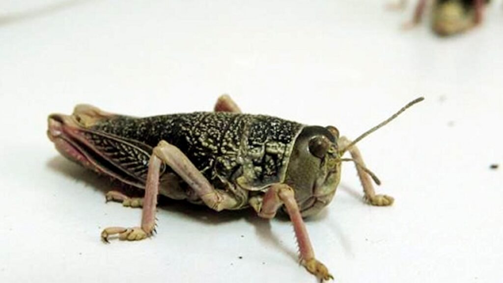 Declaran alerta fitosanitaria en la Patagonia por la expansión de la tucura sapo