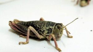 Lee más sobre el artículo Declaran alerta fitosanitaria en la Patagonia por la expansión de la tucura sapo