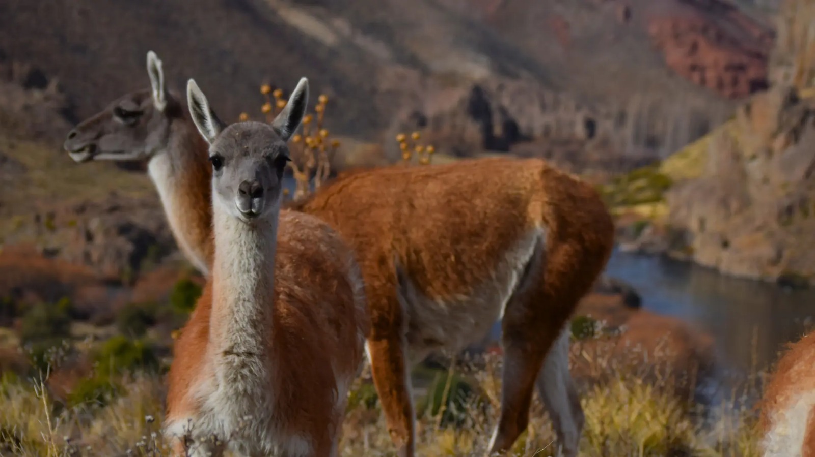 En este momento estás viendo Intensifican controles ante caza furtiva de guanacos en Somuncurá