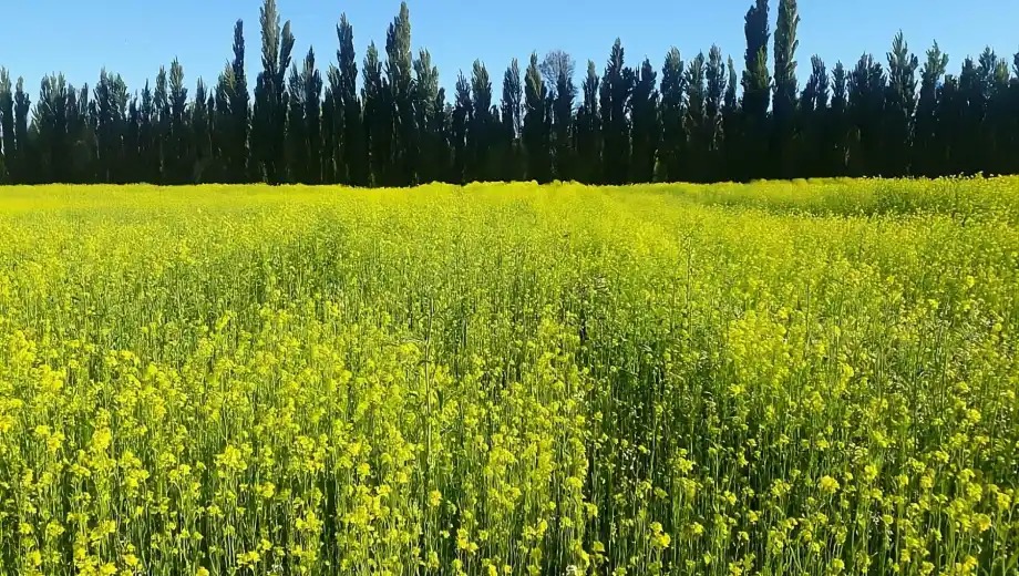 Lee más sobre el artículo La mostaza campeona del mundo se cultiva en el Alto Valle de Río Negro