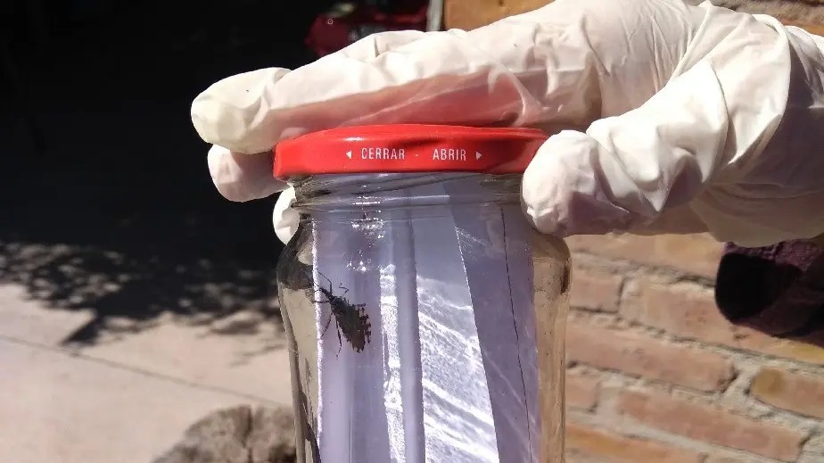 Lee más sobre el artículo Salud solicita tomar precaución ante la aparición de vinchucas durante los días cálidos