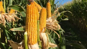 Lee más sobre el artículo Agricultura: 2025 marcó un punto de inflexión para el riego y la producción