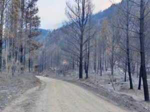 Lee más sobre el artículo Incendios en la Patagonia: evacuaciones en Chubut, brigadista herido y alerta máxima en la región
