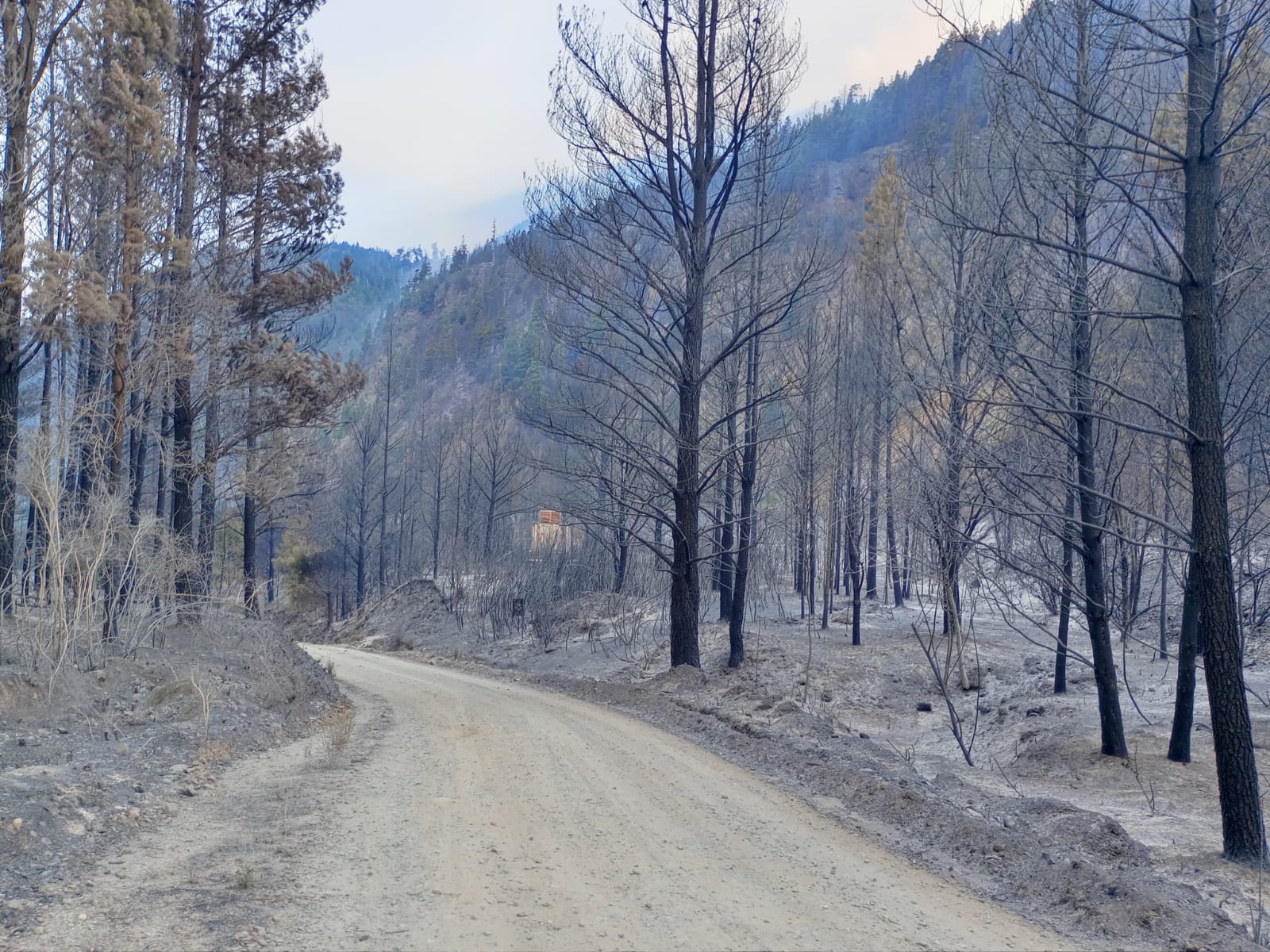 Lee más sobre el artículo Incendios en la Patagonia: evacuaciones en Chubut, brigadista herido y alerta máxima en la región