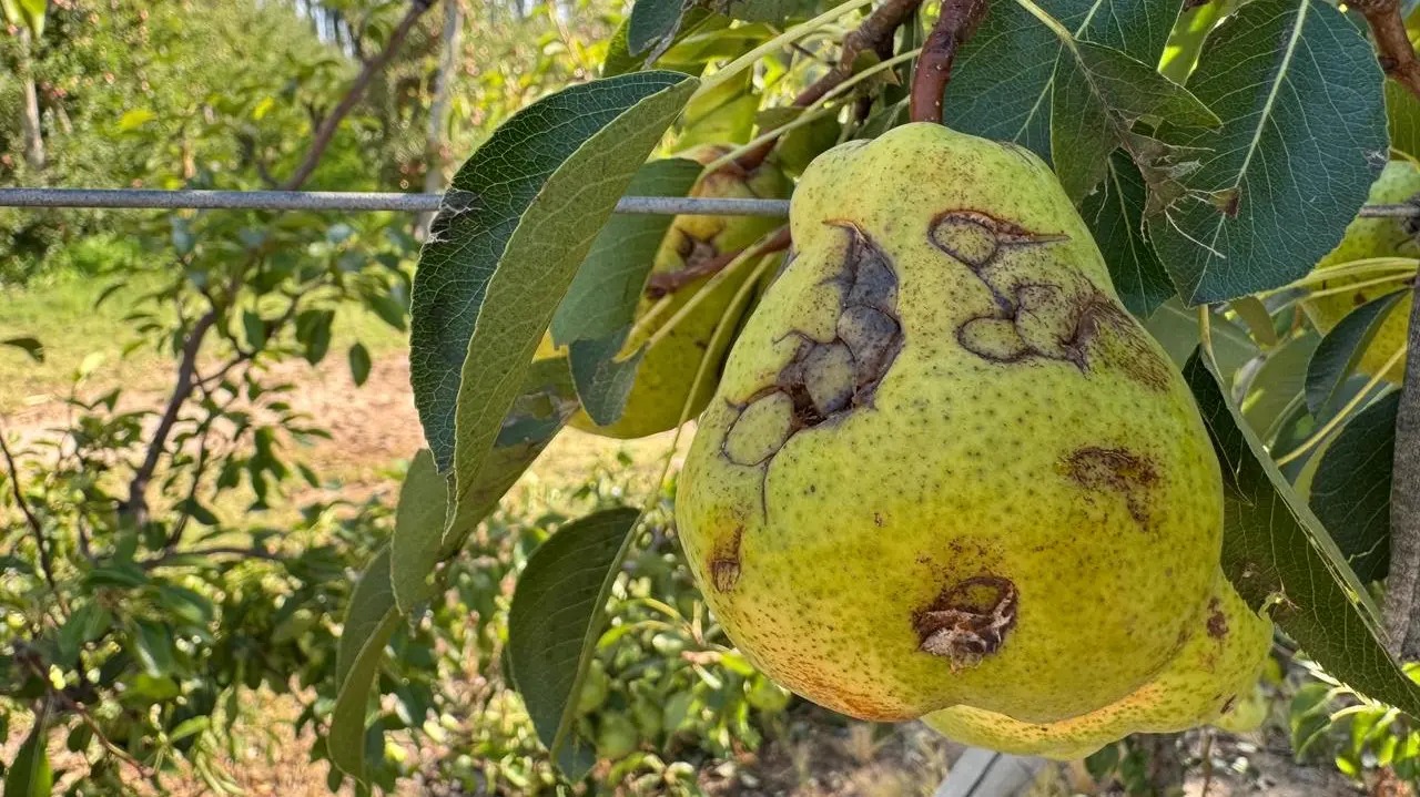 Lee más sobre el artículo Río Negro acompaña a productores del Alto Valle tras tormentas de granizo