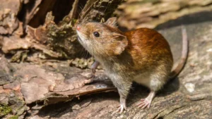 Lee más sobre el artículo Alerta por hantavirus: los casos de 2025 alcanzaron el umbral crítico en Argentina