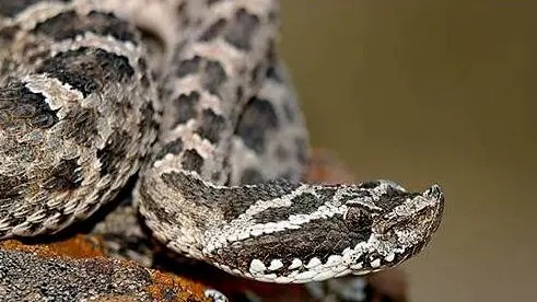 Lee más sobre el artículo Cómo prevenir picaduras de arañas, alacranes y serpientes