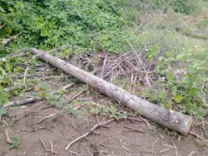 Lee más sobre el artículo Sorprenden a tres personas talando árboles en El Bolsón