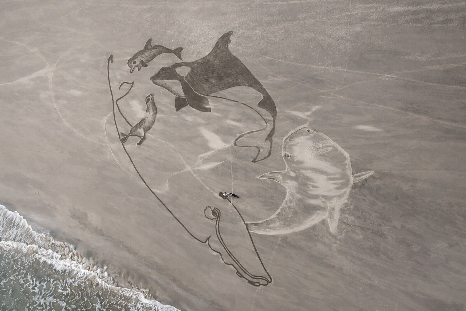 En este momento estás viendo Una obra gigante en arena para visibilizar a los “Cinco Grandes” del Golfo San Matías