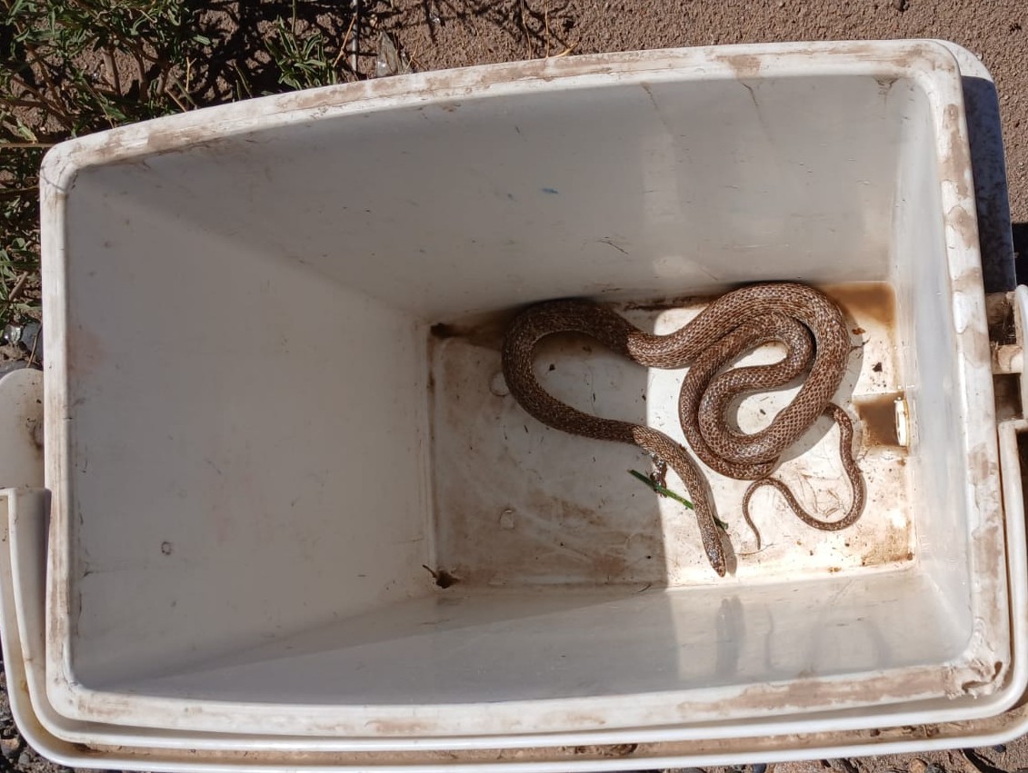 En este momento estás viendo Susto y preocupación en Fernández Oro por la aparición de una culebra