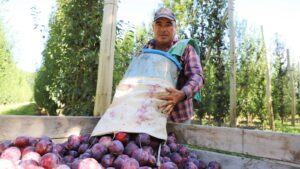 Lee más sobre el artículo Fruticultura sostuvo la producción y acompañó a las pymes en un año clave