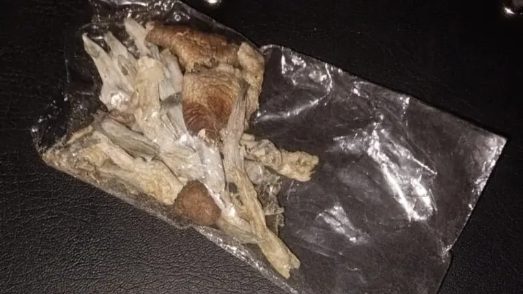 En este momento estás viendo Secuestraron hongos alucinógenos y drogas sintéticas en una fiesta electrónica