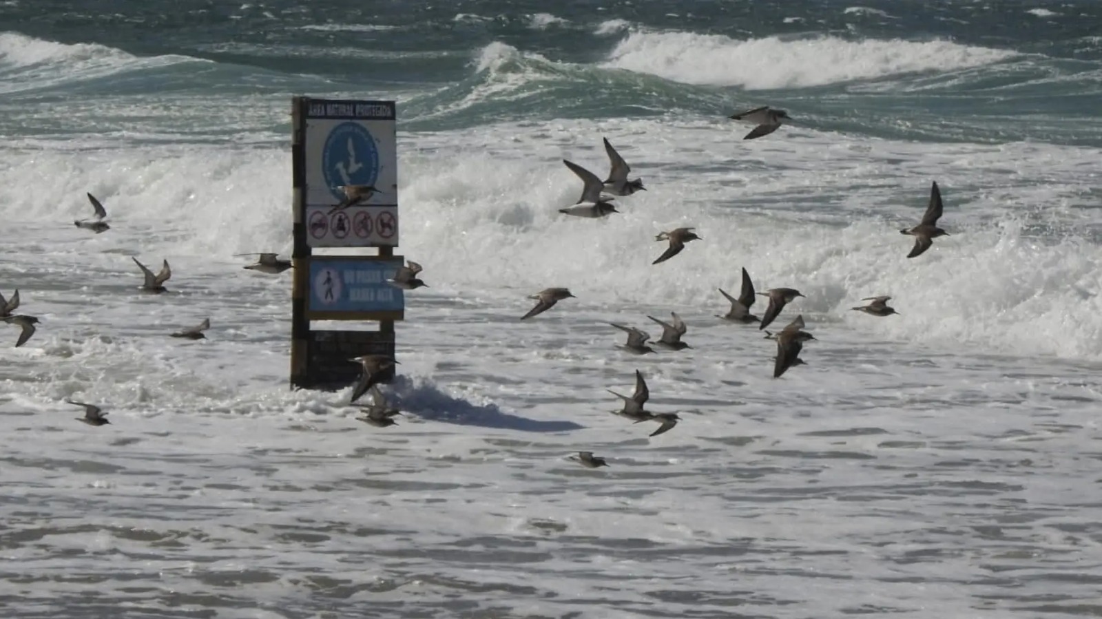 En este momento estás viendo Precaución ante mareas extraordinarias en la costa del Golfo San Matías