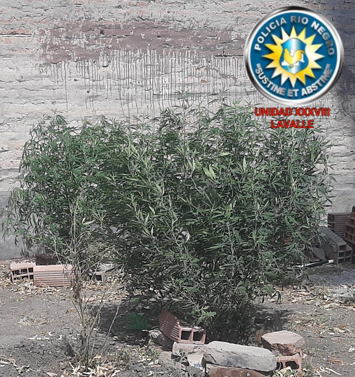 En este momento estás viendo Recuperan elementos robados y secuestran varias plantas de cannabis sativa en Viedma