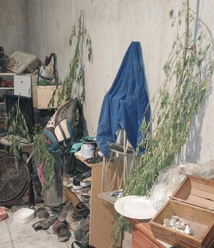 Golpe al narcomenudeo en Cipolletti: incautan seis plantas de cannabis y balanzas
