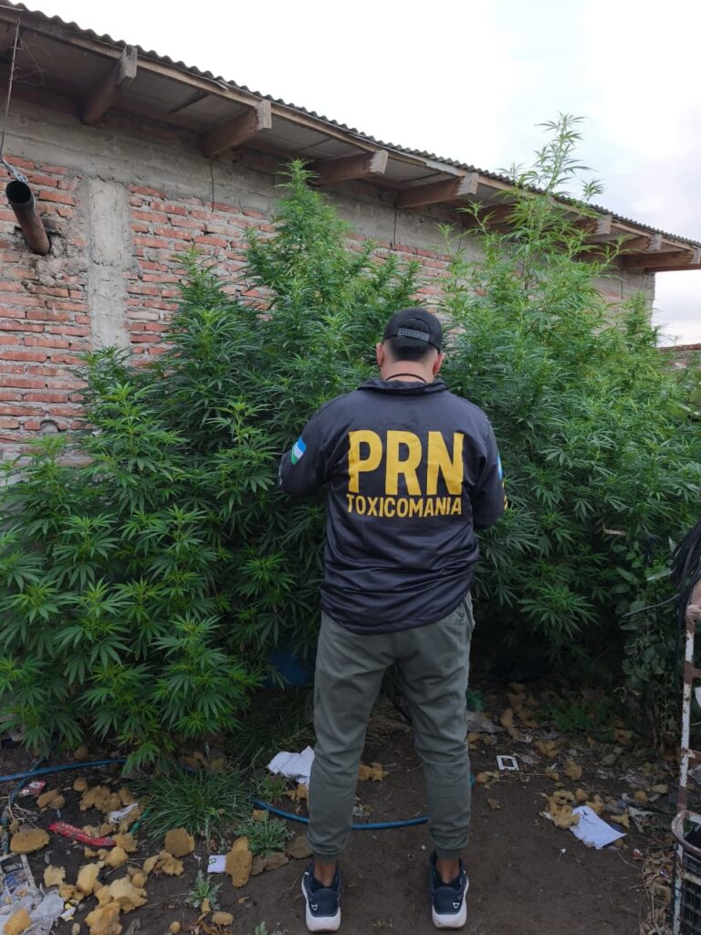 Allanamiento por droga en Cipolletti: secuestran plantas de marihuana de hasta 3,40 metros