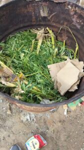 Lee más sobre el artículo Belisle: intentó ocultar plantas de cannabis en un tambor y lo descubrieron