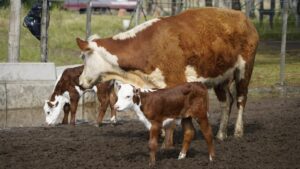 Lee más sobre el artículo Río Negro batió su récord de faena bovina y lidera la Patagonia