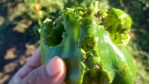 Lee más sobre el artículo Granizo: Banacloy advirtió fuerte impacto en producciones del Valle Medio