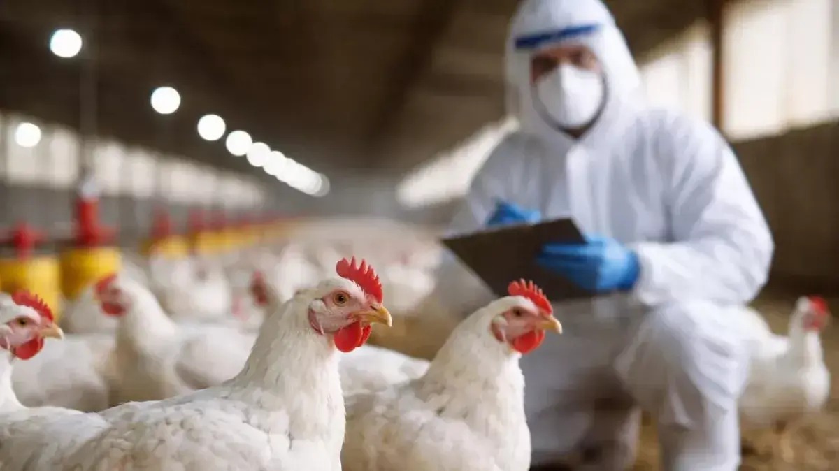 En este momento estás viendo Confirman brote de influenza aviar H5 en Cervantes, Río Negro