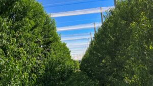 Lee más sobre el artículo Río Negro gestiona financiamiento internacional para avanzar con malla antigranizo en el sector frutícola