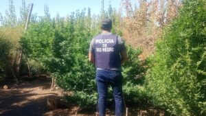 Lee más sobre el artículo Chichinales: allanaron por amenazas y encontraron plantación de marihuana