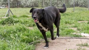 Lee más sobre el artículo El día del animal llega con una gran campaña de adopción y salud