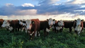 Lee más sobre el artículo Faena vacuna: Río Negro crece 7% y contrasta la caída nacional