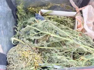 Lee más sobre el artículo Secuestran droga en una vivienda donde había cuatro menores