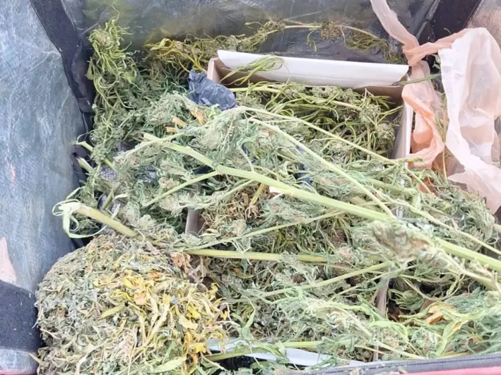 Secuestran droga en una vivienda donde había cuatro menores