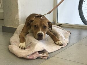 Lee más sobre el artículo El Municipio anuncia el cronograma de castraciones gratuitas de perros y gatos