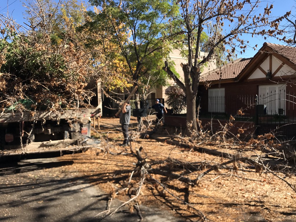 Cipolletti: advierten por podas no autorizadas y explican cómo solicitar intervención