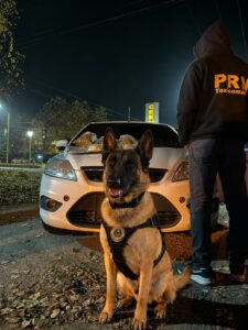 Lee más sobre el artículo El perro Máximo descubrió cocaína y marihuana en un control de Cervantes