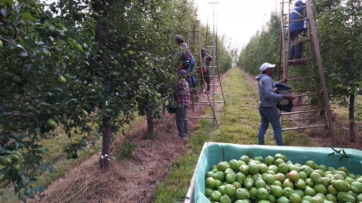 En este momento estás viendo Crisis en la obra social de la fruta: el sindicato aseguró que las prestaciones continúan y apuntó a problemas heredados