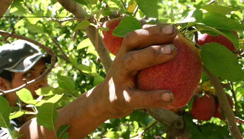En este momento estás viendo Gremio de la fruta: asumió Santibáñez y anticipa un invierno complicado para los trabajadores
