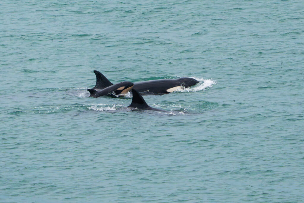 Estudian sonidos y comportamiento de orcas, ballenas y delfines en Río Negro