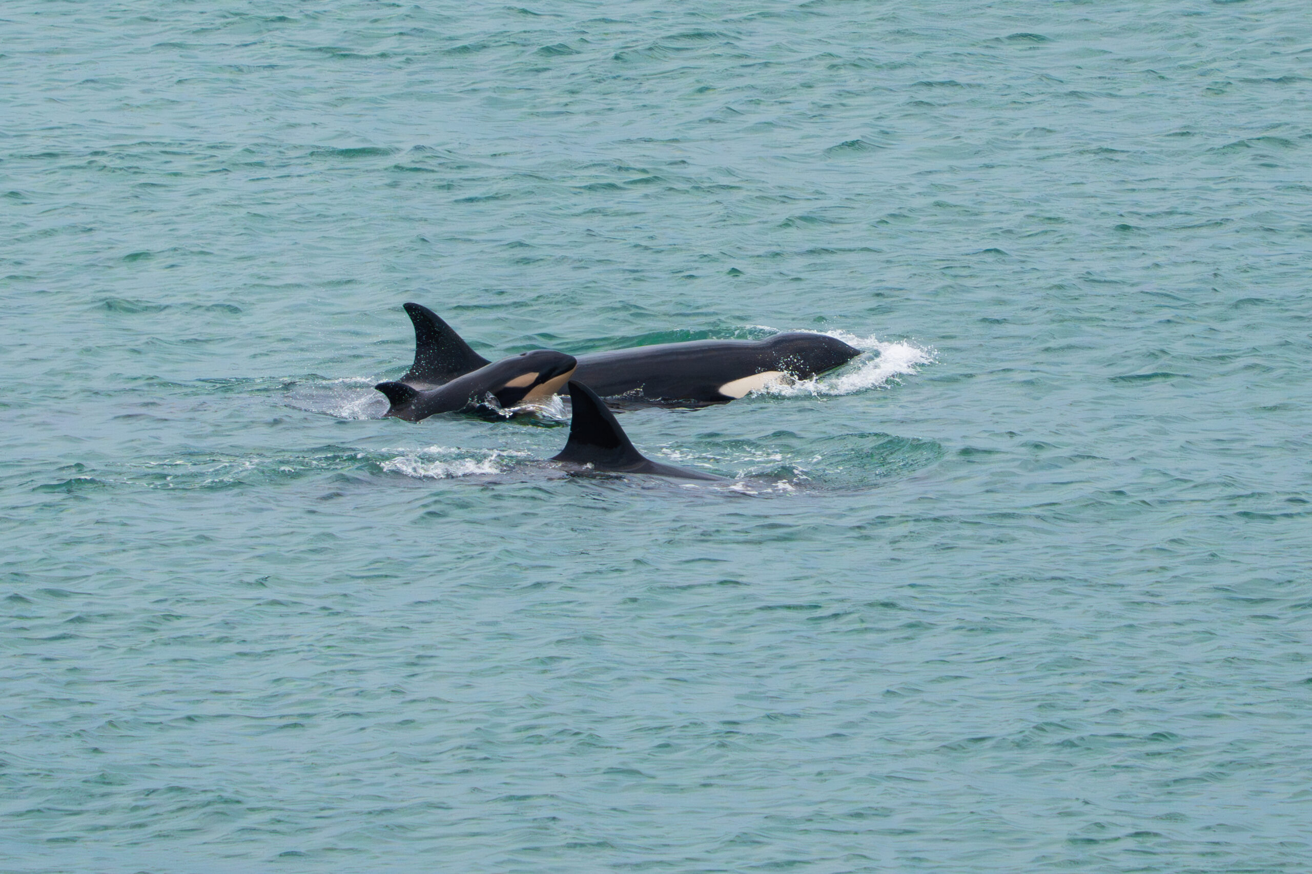 En este momento estás viendo Estudian sonidos y comportamiento de orcas, ballenas y delfines en Río Negro