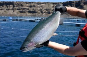 Lee más sobre el artículo La producción de trucha impulsa el desarrollo de la acuicultura en Río Negro
