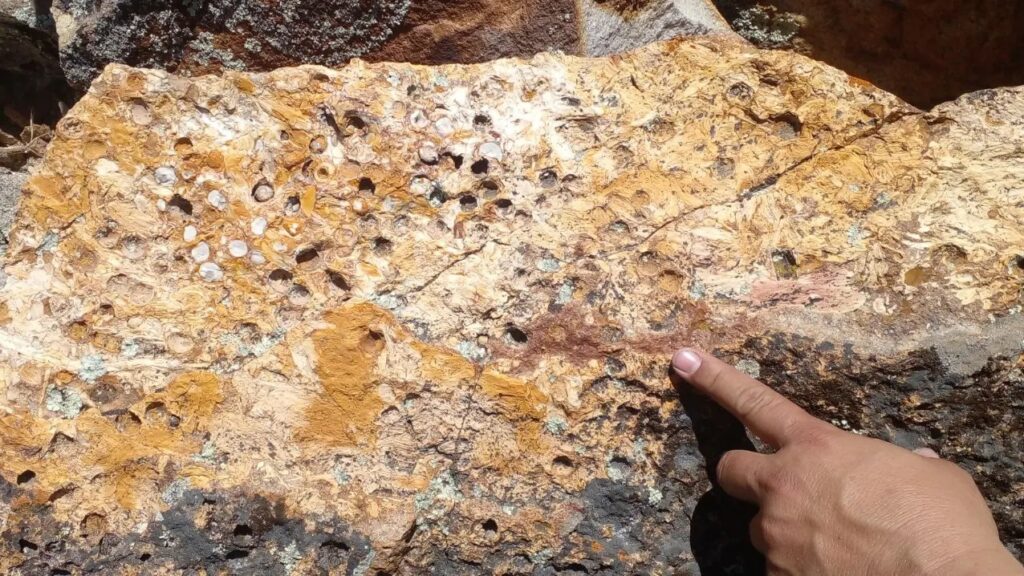 Descubrimiento de impacto mundial en Río Negro: frutos de palmera fósiles