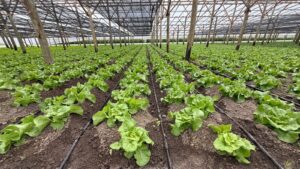 Lee más sobre el artículo Kilómetro 0: una red de 14 invernaderos para producir en todo Río Negro