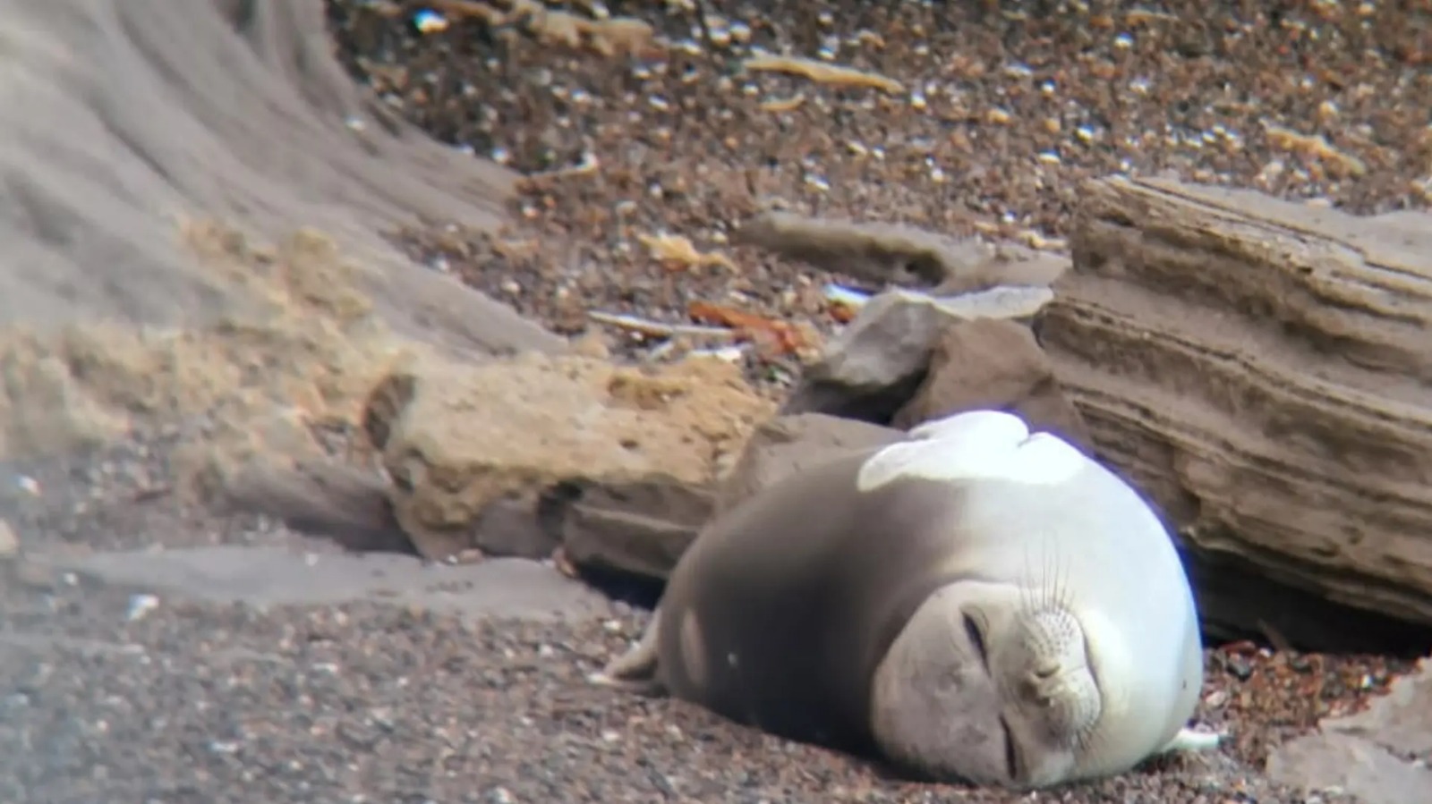 En este momento estás viendo Fauna marina en playas: observar sin intervenir es la mejor forma de cuidar